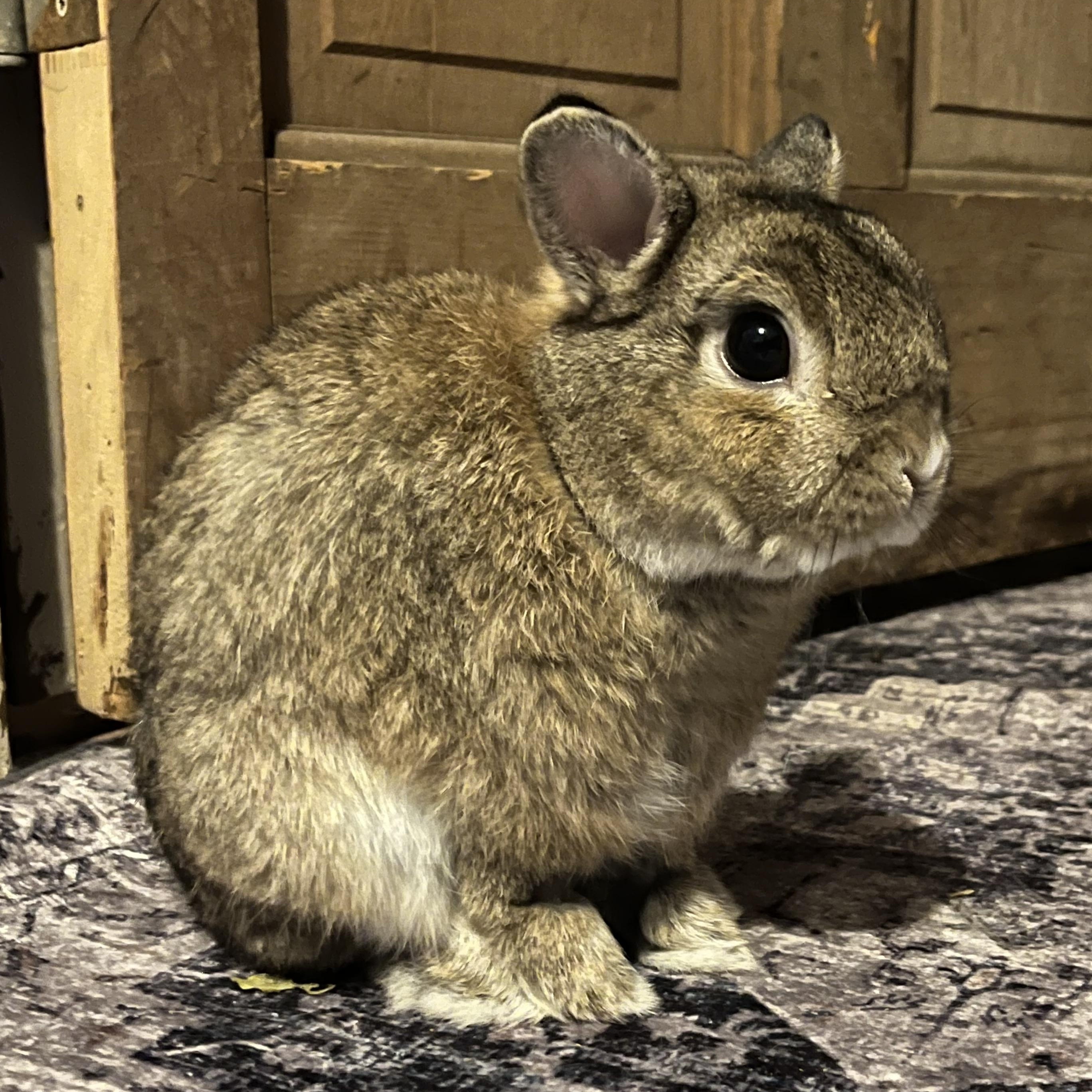 Chuck, adopted, Adult Male Netherland Dwarf.
