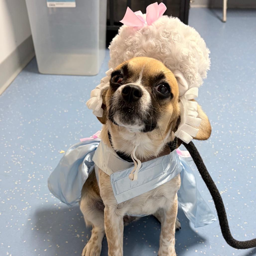 Twig, Adoptable, Puppy Female Australian Cattle Dog / Blue Heeler & Pug.