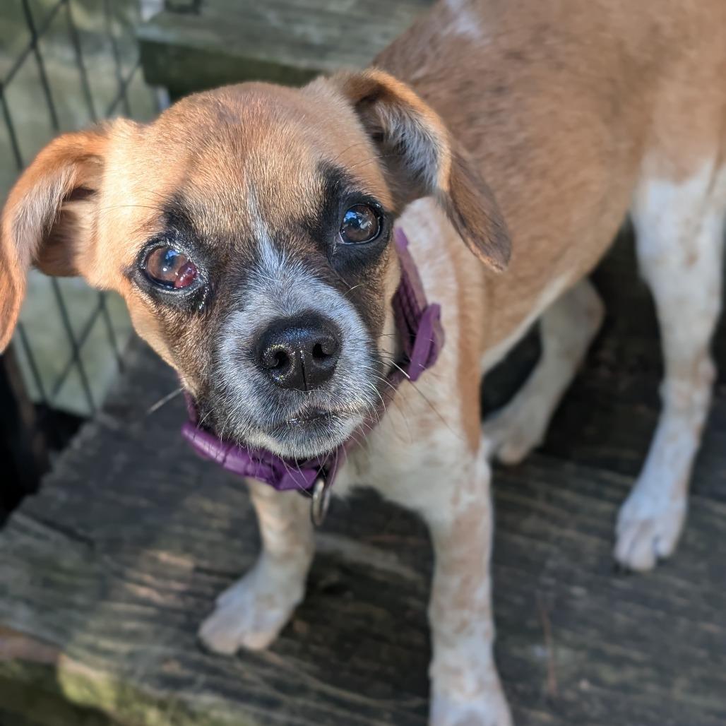 Enlarge Twig, a Adoptable mixed breed in Watertown, NY image 2/6