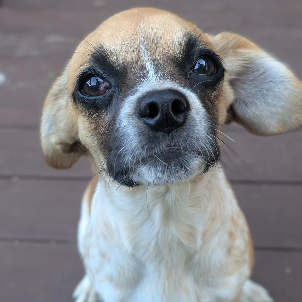 Enlarge Twig, a Adoptable mixed breed in Watertown, NY image 3/6