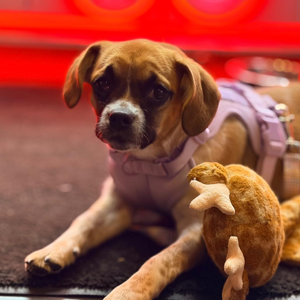 Enlarge Twig, a Adoptable mixed breed in Watertown, NY image 4/6