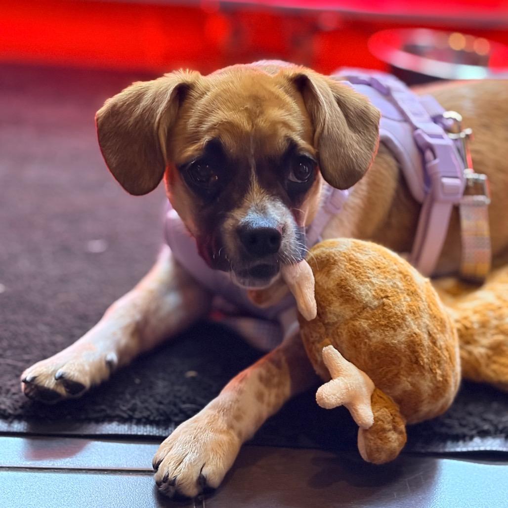 Enlarge Twig, a Adoptable mixed breed in Watertown, NY image 5/6