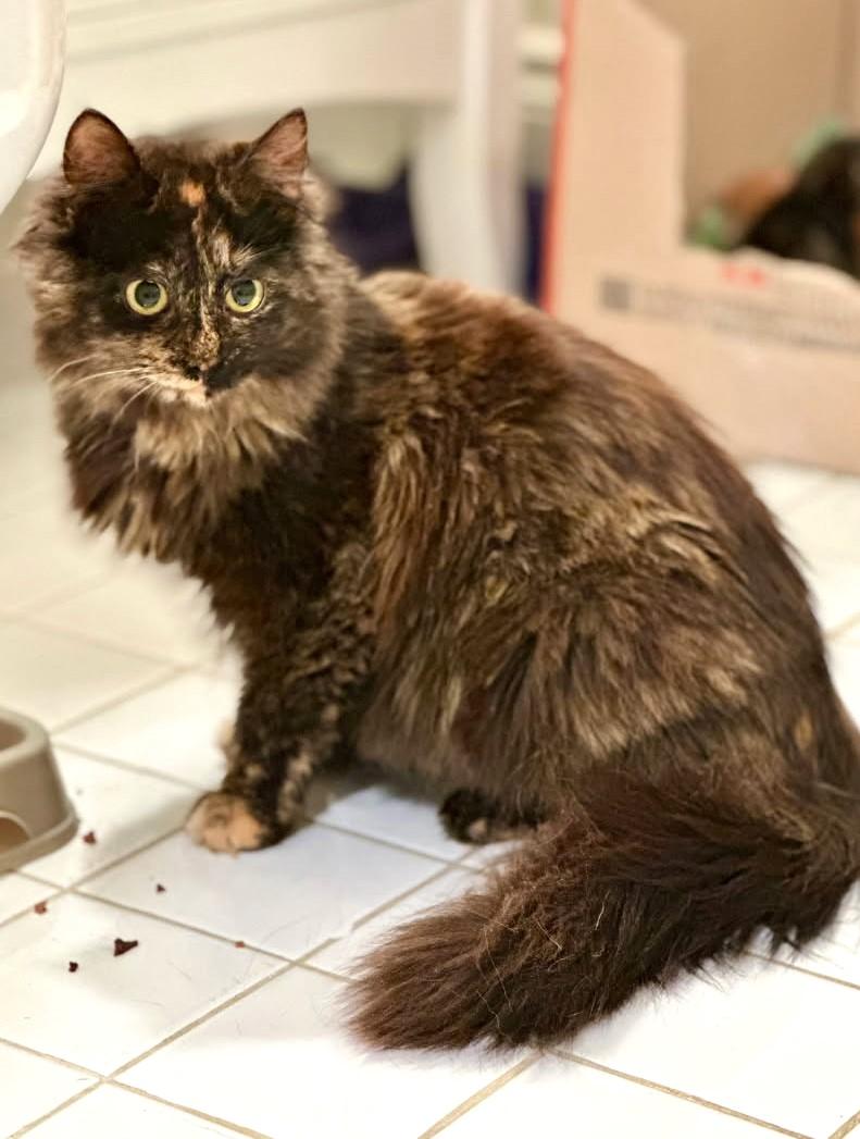Molly, Young Female Maine Coon