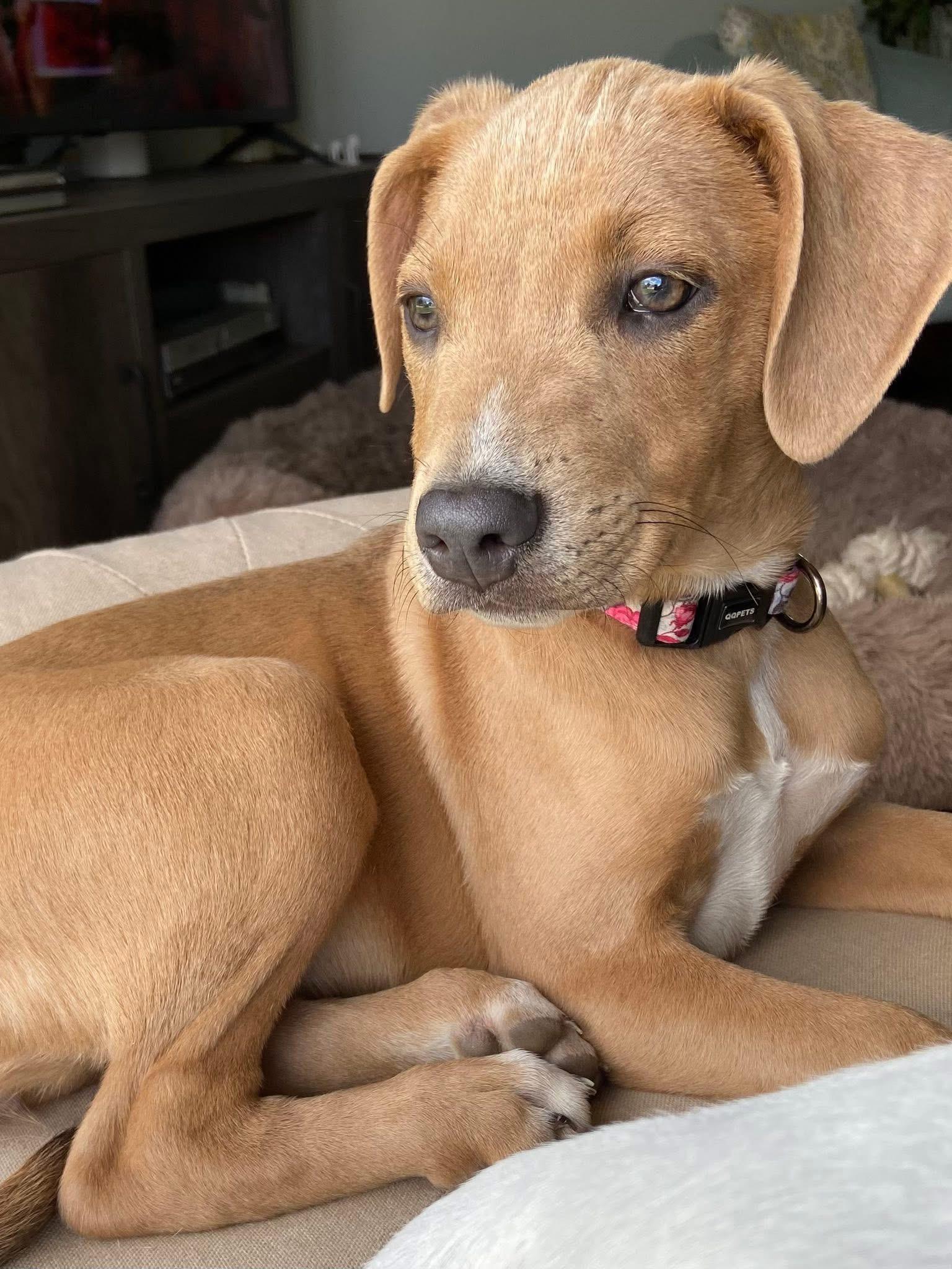Marley the stunning puppy, a Adoptable mixed breed in Muskego, WI image 6/6