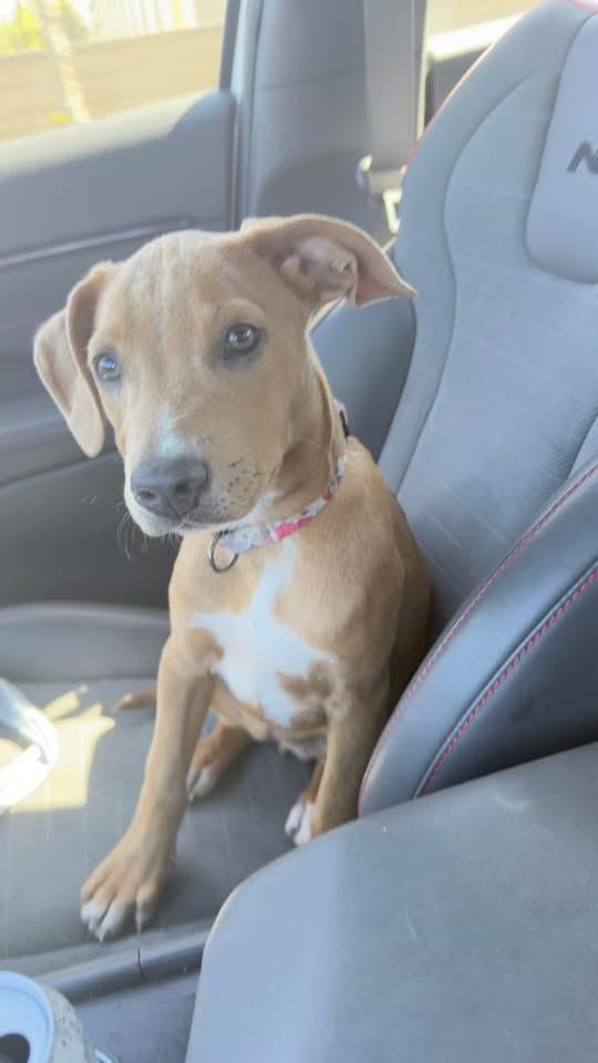 Marley the stunning puppy, Adoptable, Puppy Female Terrier & Australian Shepherd.