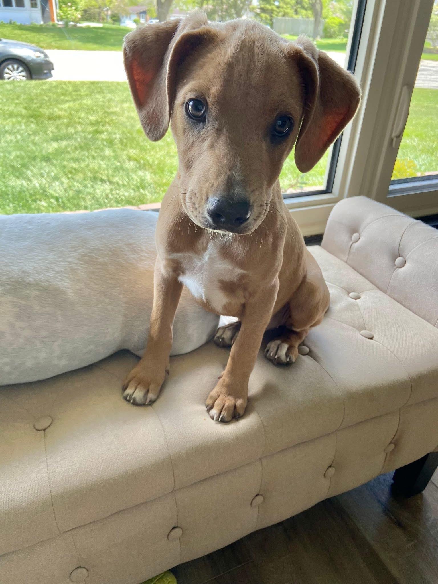 Marley the stunning puppy, a Adoptable mixed breed in Muskego, WI image 5/6