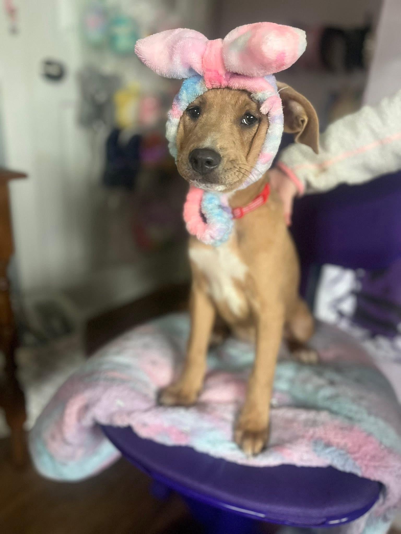 Marley the stunning puppy, a Adoptable mixed breed in Muskego, WI image 4/6