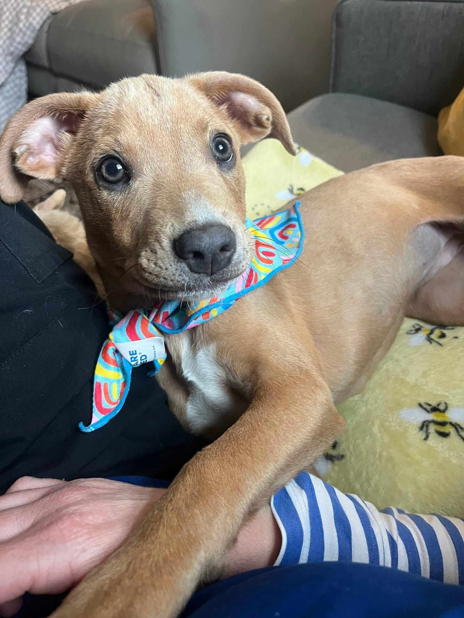 Marley the stunning puppy, a Adoptable mixed breed in Muskego, WI image 3/6
