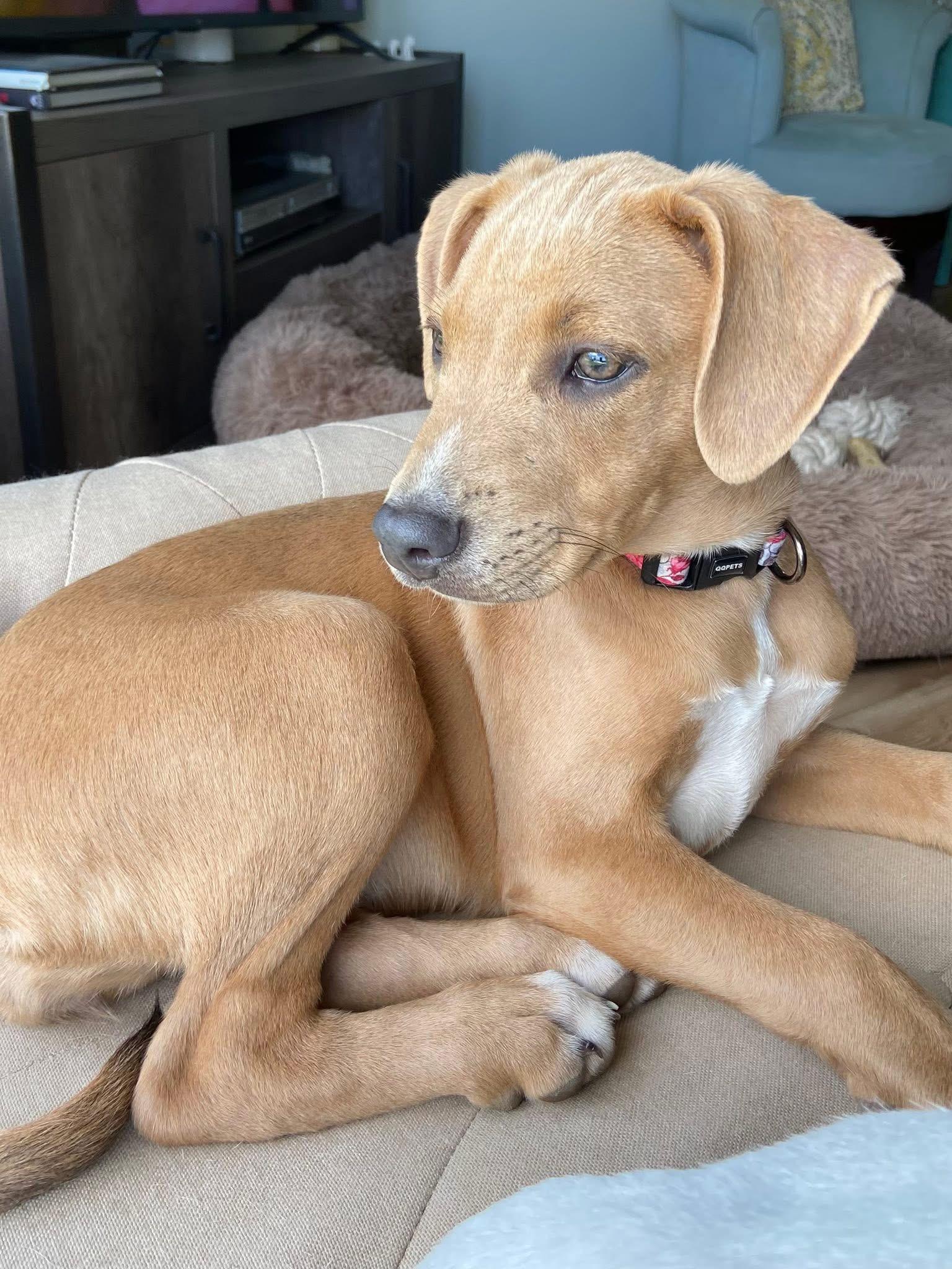 Marley the stunning puppy, a Adoptable mixed breed in Muskego, WI image 2/6
