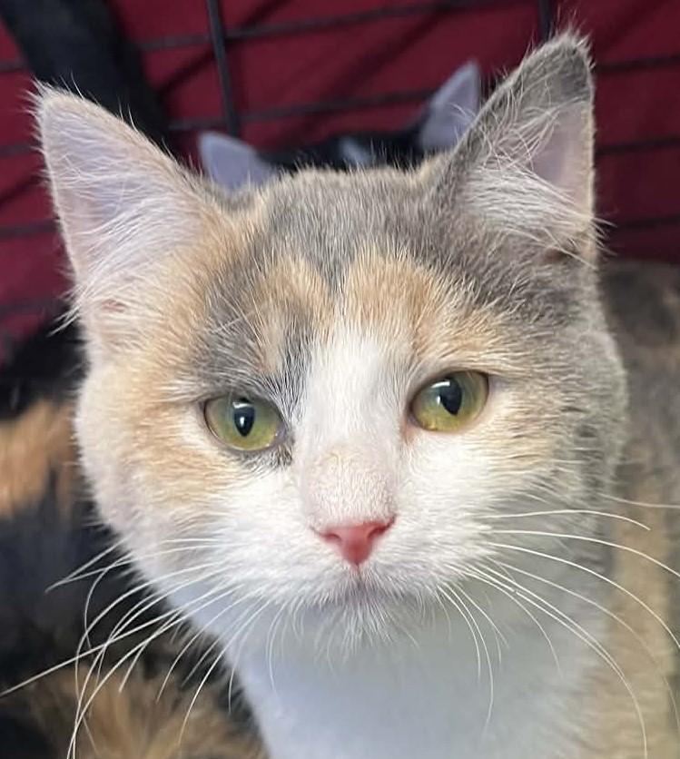 Enlarge Wanda, an adopted mixed breed in Robinson, IL image 1/1