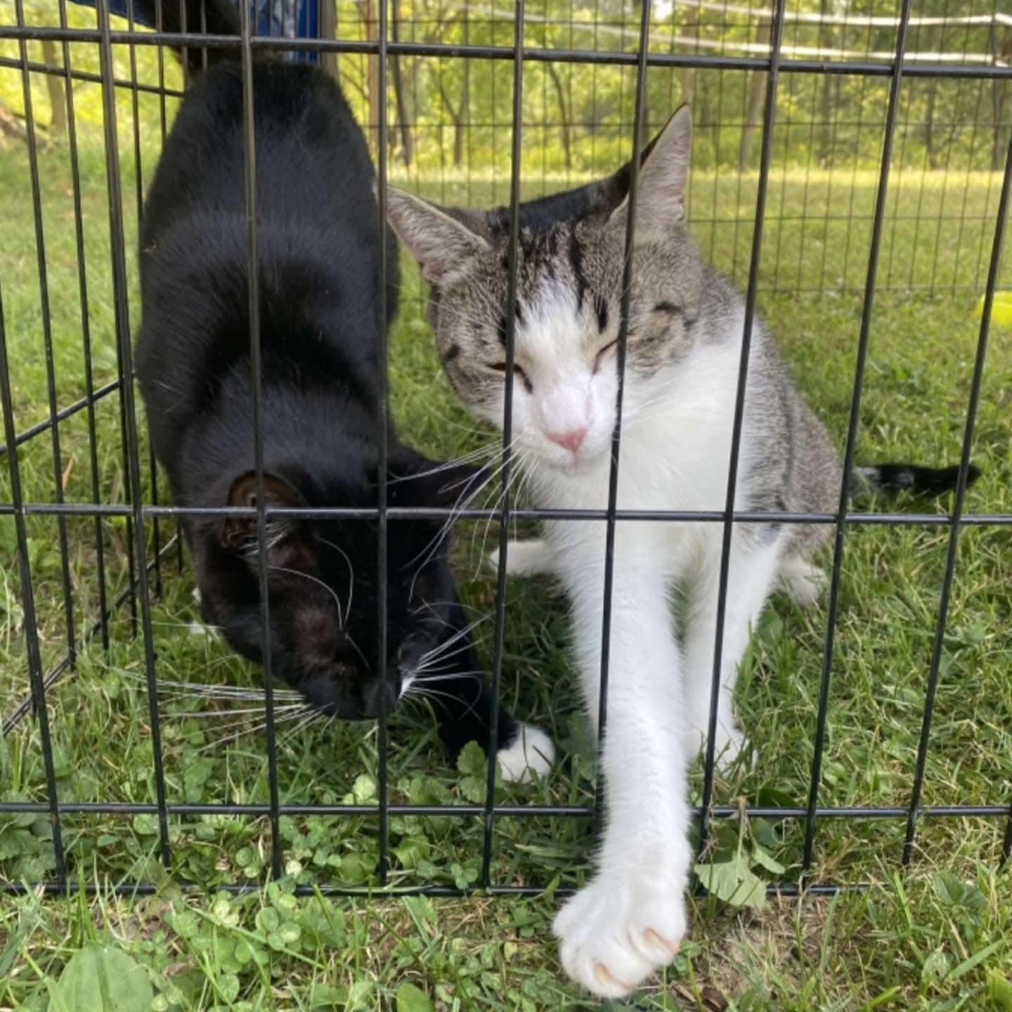 Minow, Adoptable, Young Female Domestic Short Hair.