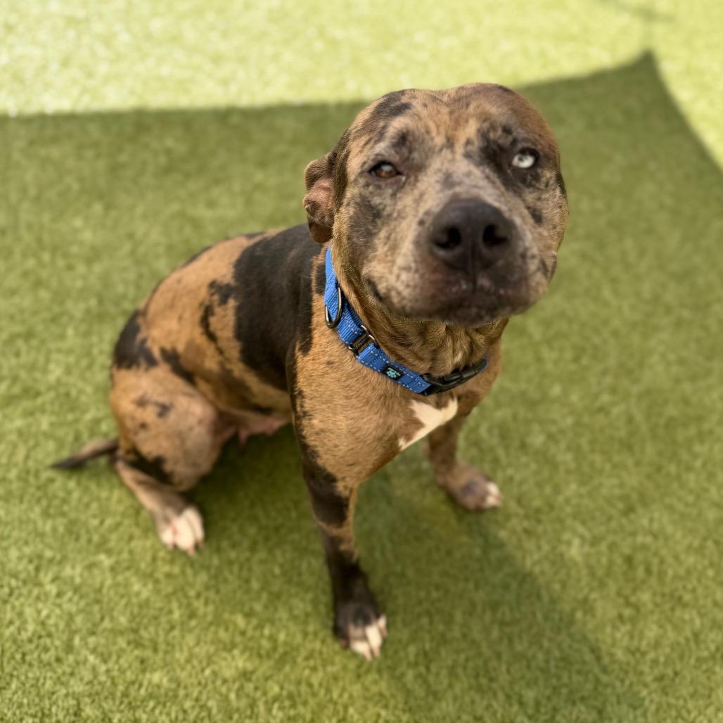 Henna, Adoptable, Adult Female Catahoula Leopard Dog.