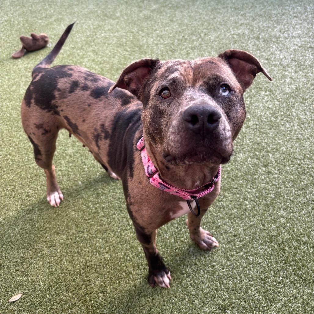 Enlarge Henna, a Adoptable Catahoula Leopard Dog in Titusville, FL image 2/5
