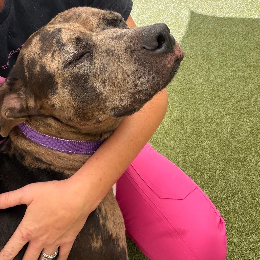 Enlarge Henna, a Adoptable Catahoula Leopard Dog in Titusville, FL image 3/5
