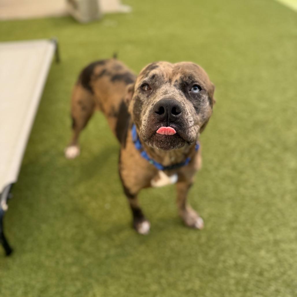 Enlarge Henna, a Adoptable Catahoula Leopard Dog in Titusville, FL image 4/5