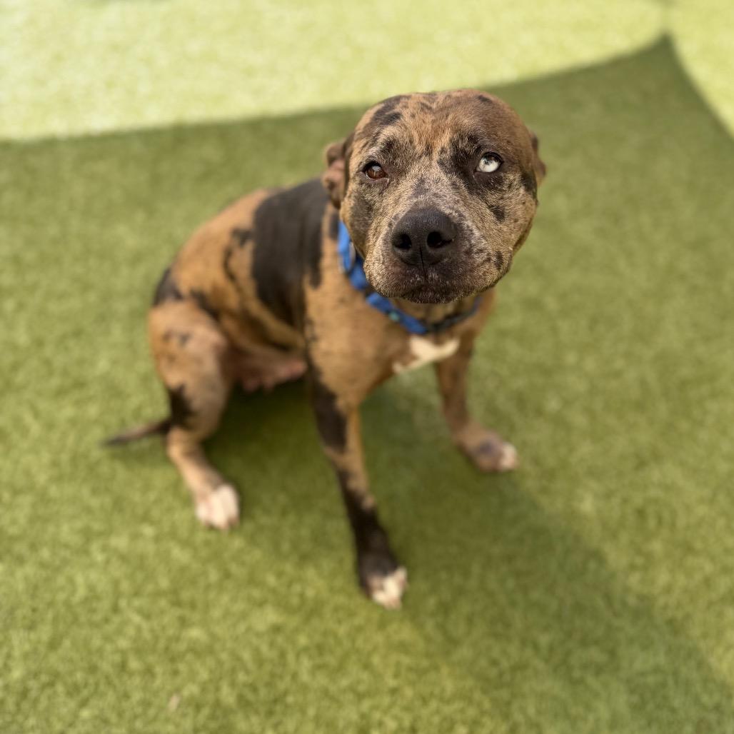 Enlarge Henna, a Adoptable Catahoula Leopard Dog in Titusville, FL image 5/5