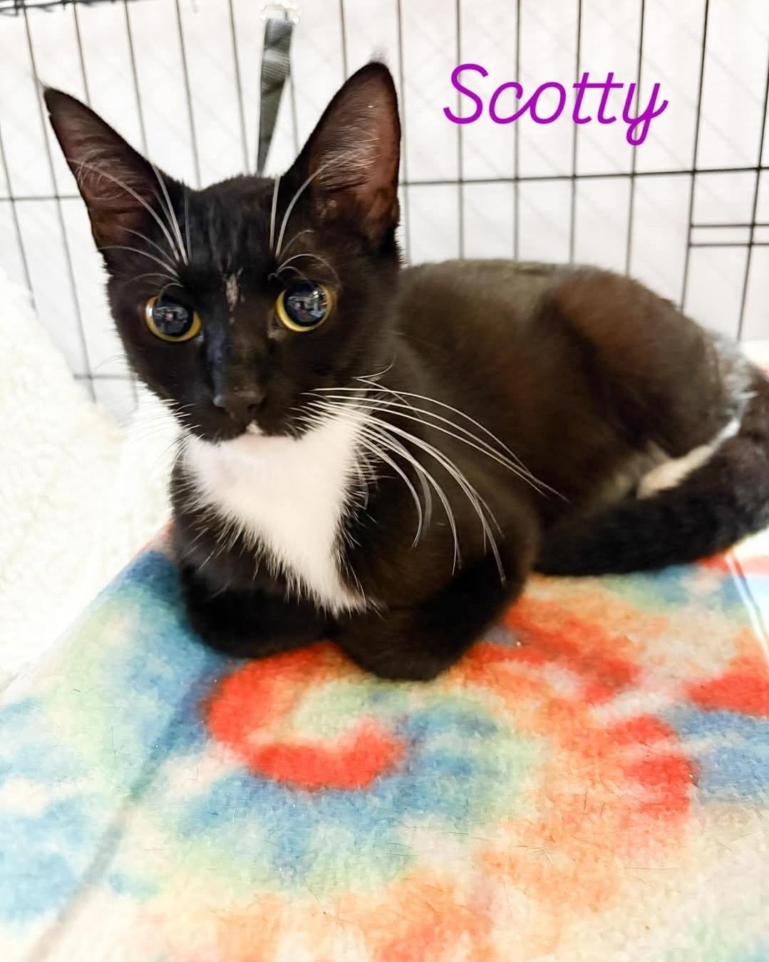 Scotty