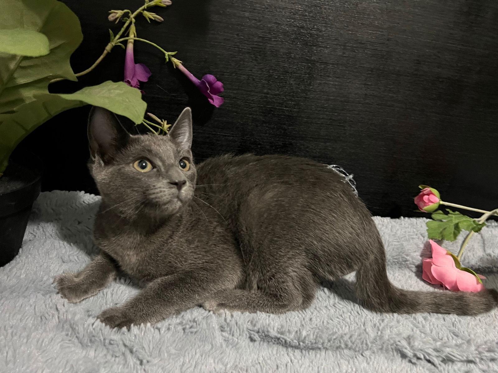 Enlarge Larissa, a Adoptable Domestic Short Hair in Fayetteville, GA image 1/3