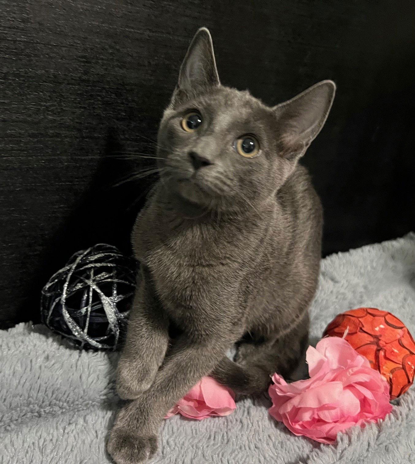 Enlarge Larissa, a Adoptable Domestic Short Hair in Fayetteville, GA image 3/3