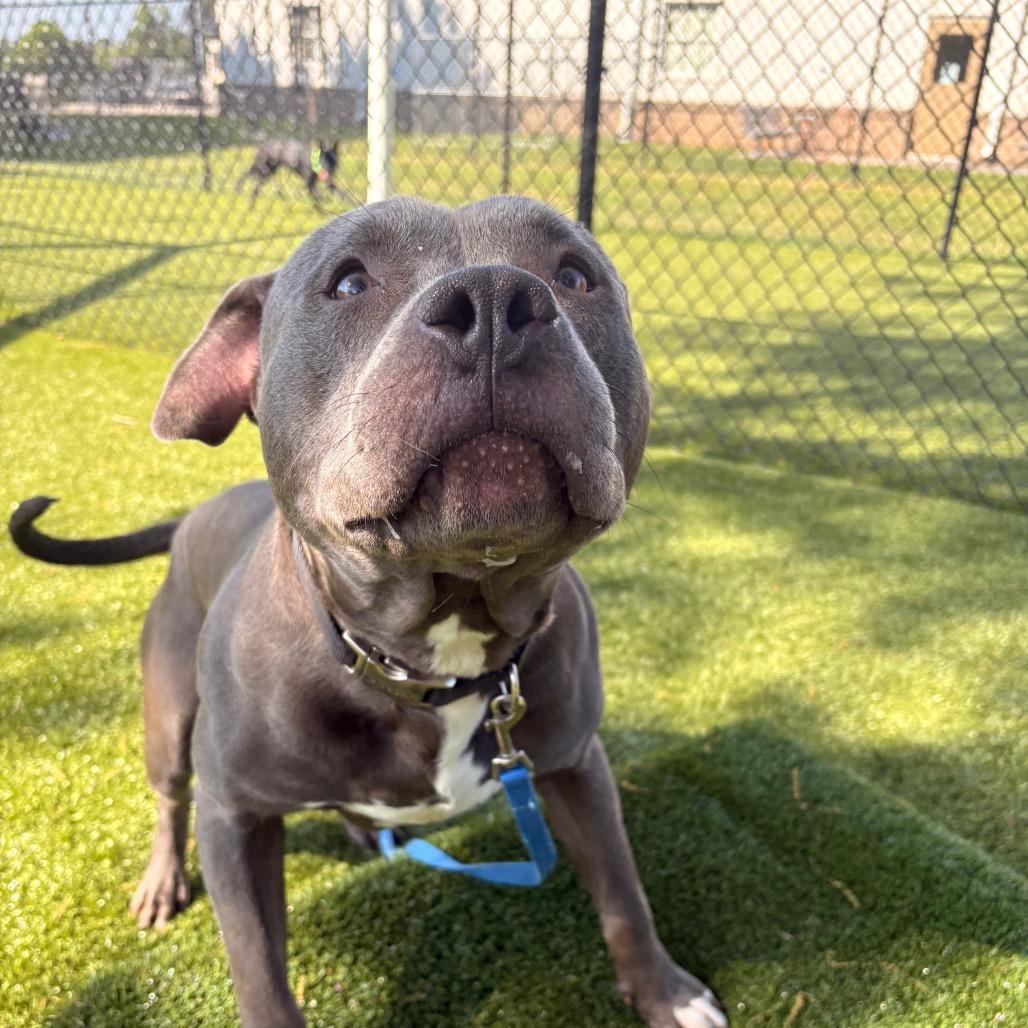 Enlarge Hullabaloo, a Adoptable Mixed Breed in Winston-Salem, NC image 2/2