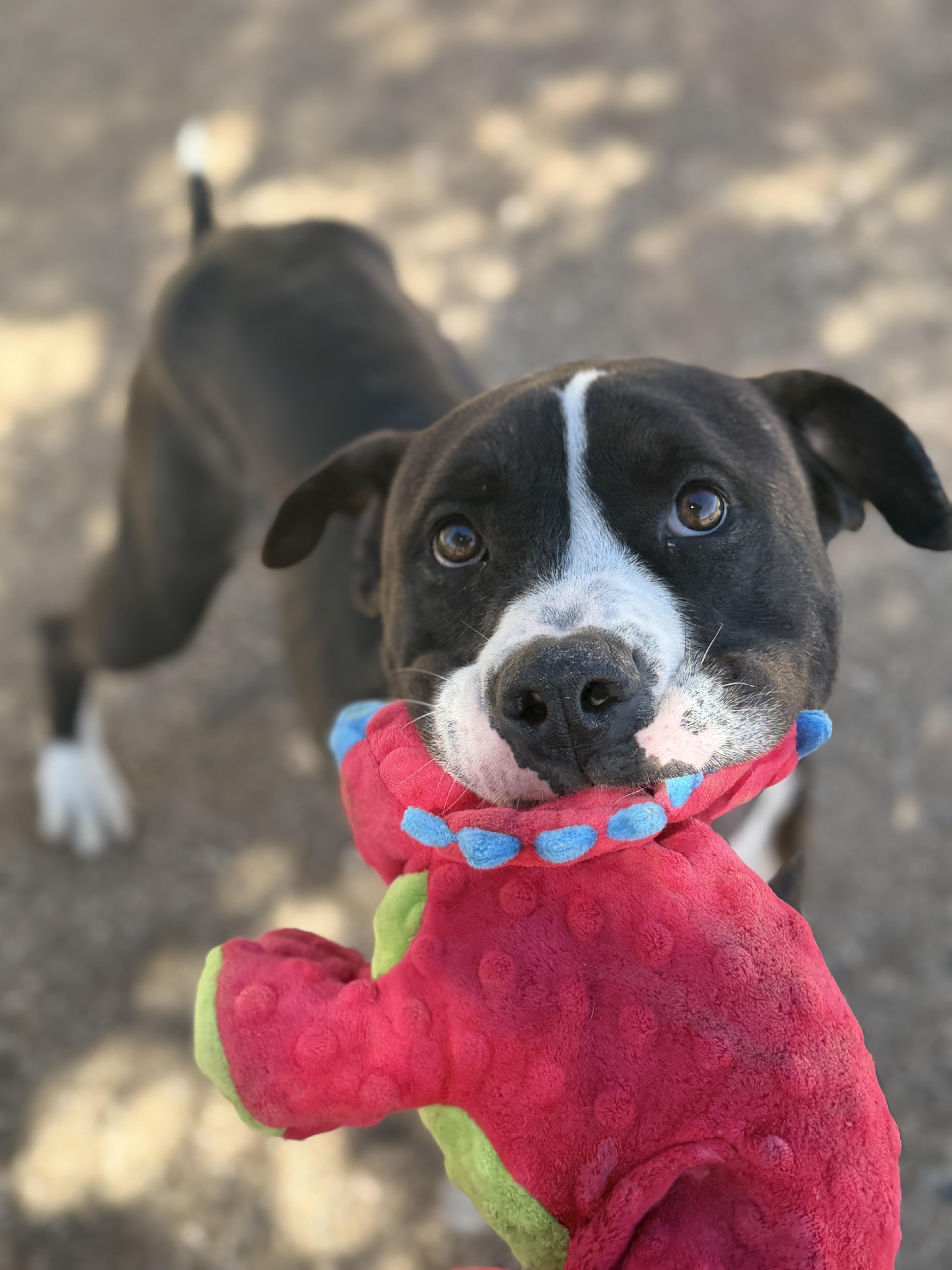 Enlarge Droopy, a Adoptable mixed breed in Sierra Vista, AZ image 3/3