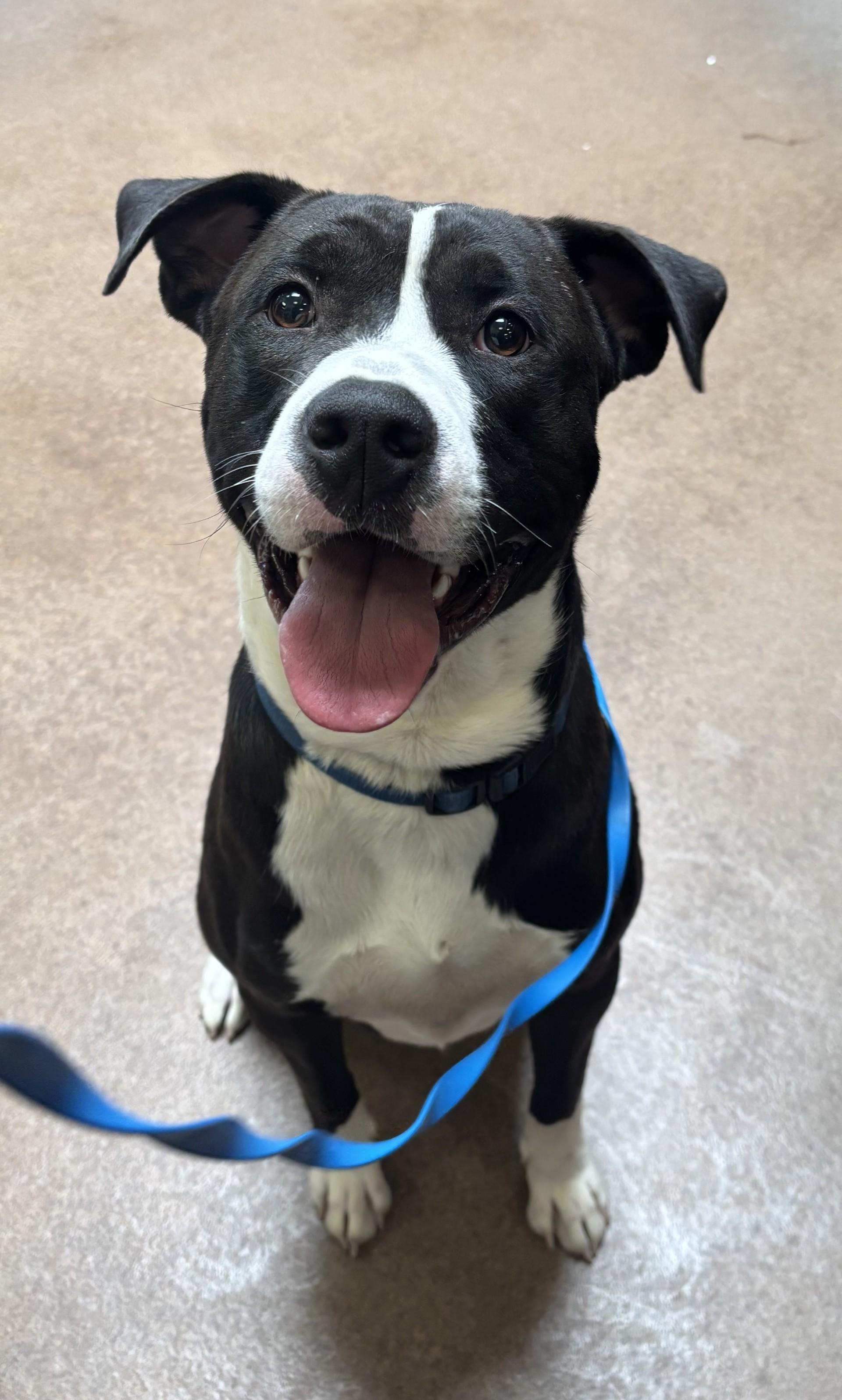 Enlarge Droopy, a Adoptable mixed breed in Sierra Vista, AZ image 1/1