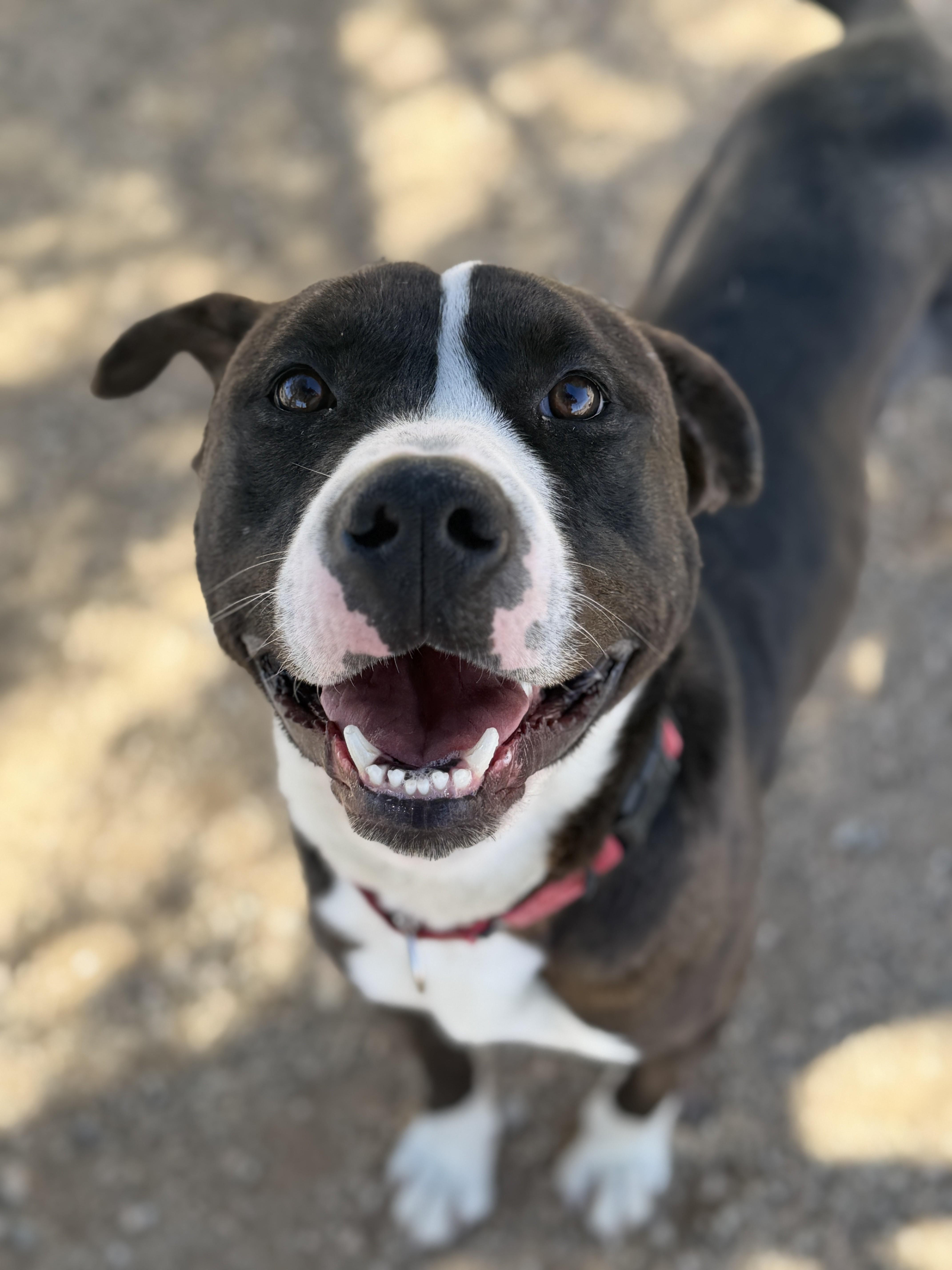 Enlarge Droopy, a Adoptable mixed breed in Sierra Vista, AZ image 1/3