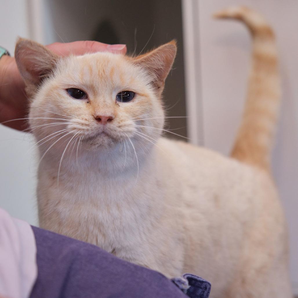 Juniper, Adoptable, Adult Female Domestic Short Hair & Siamese.