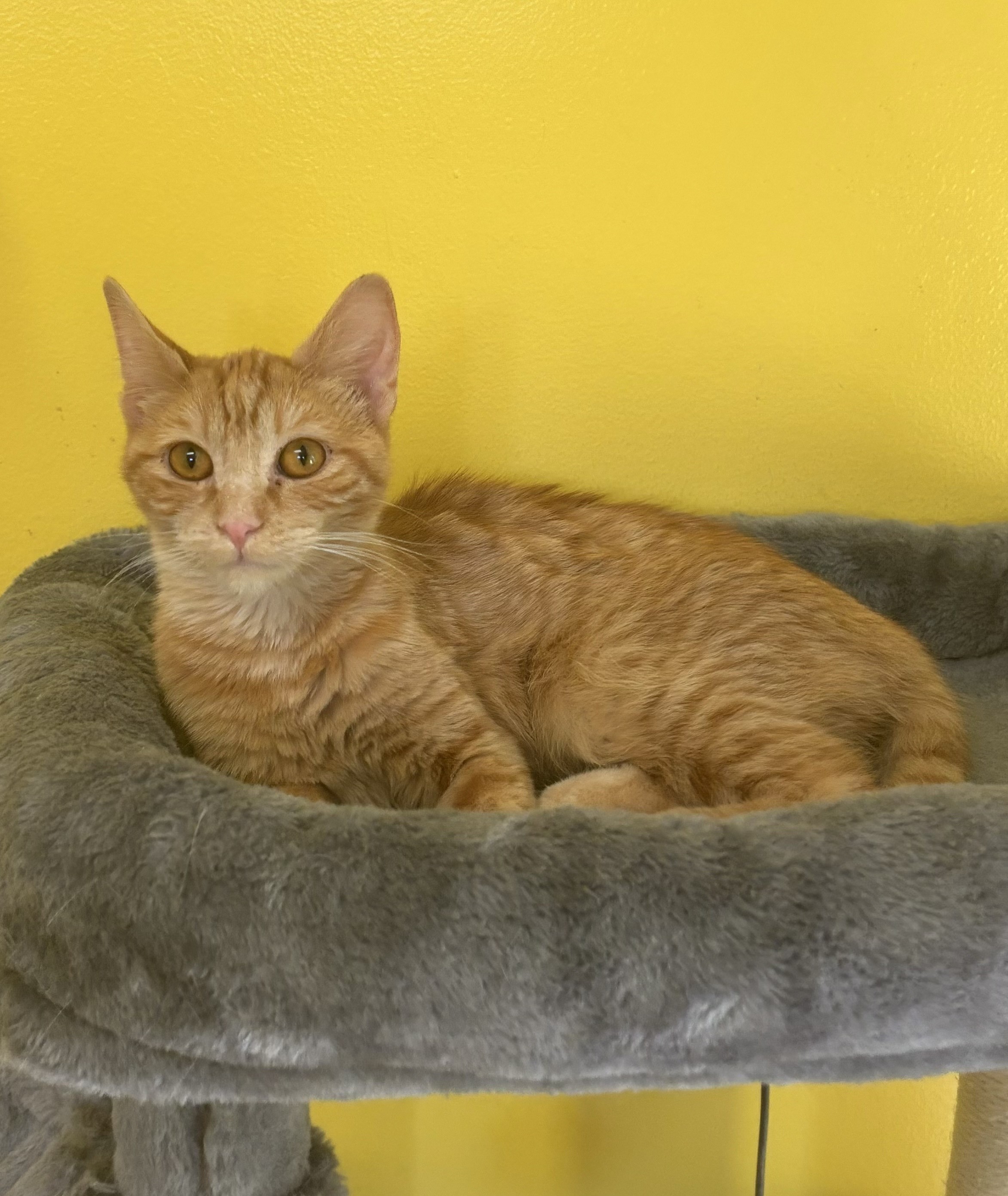 Enlarge Peanut, a Adoptable Domestic Short Hair in Whittier, CA image 4/6