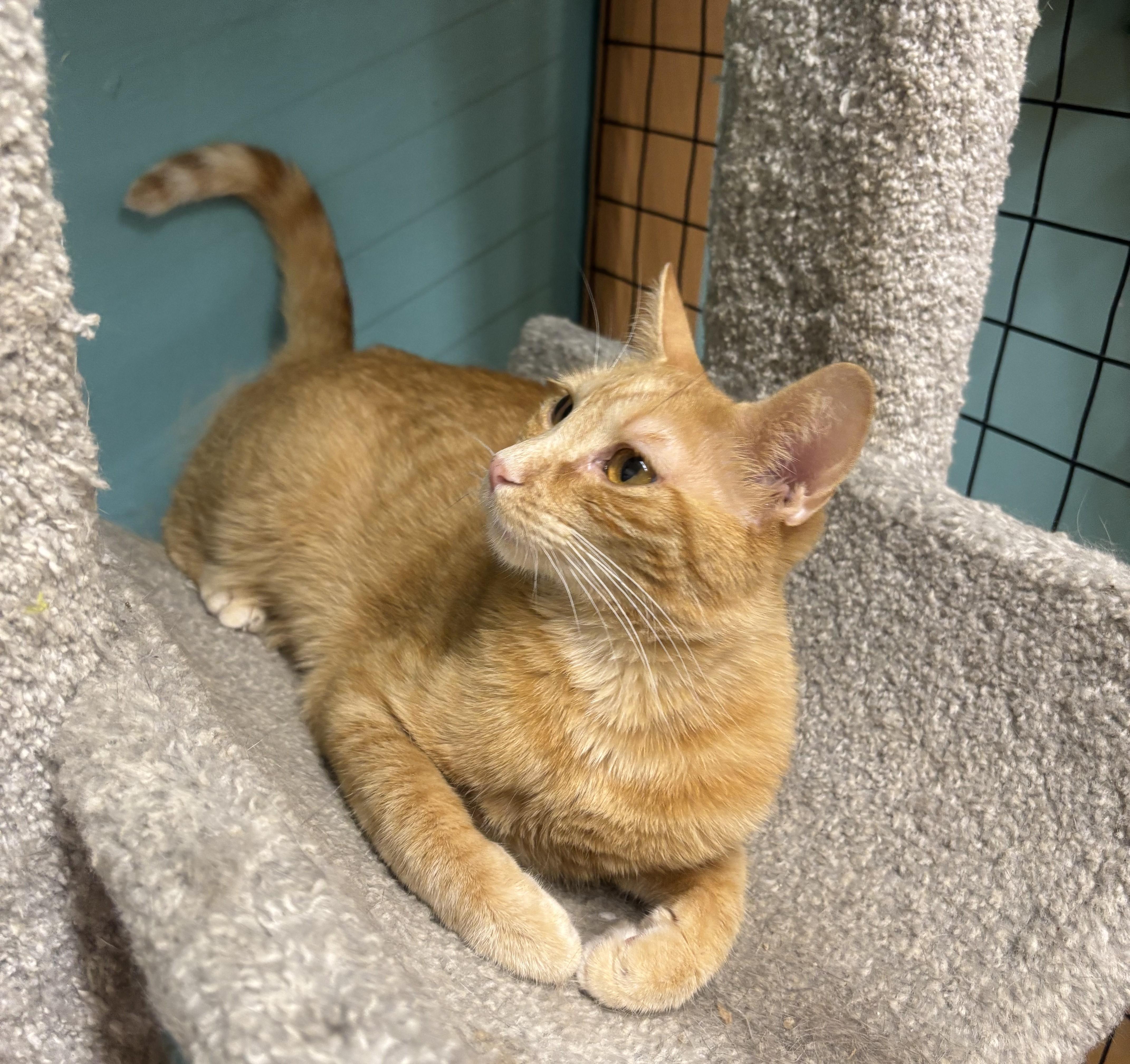 Enlarge Peanut, a Adoptable Domestic Short Hair in Whittier, CA image 1/6