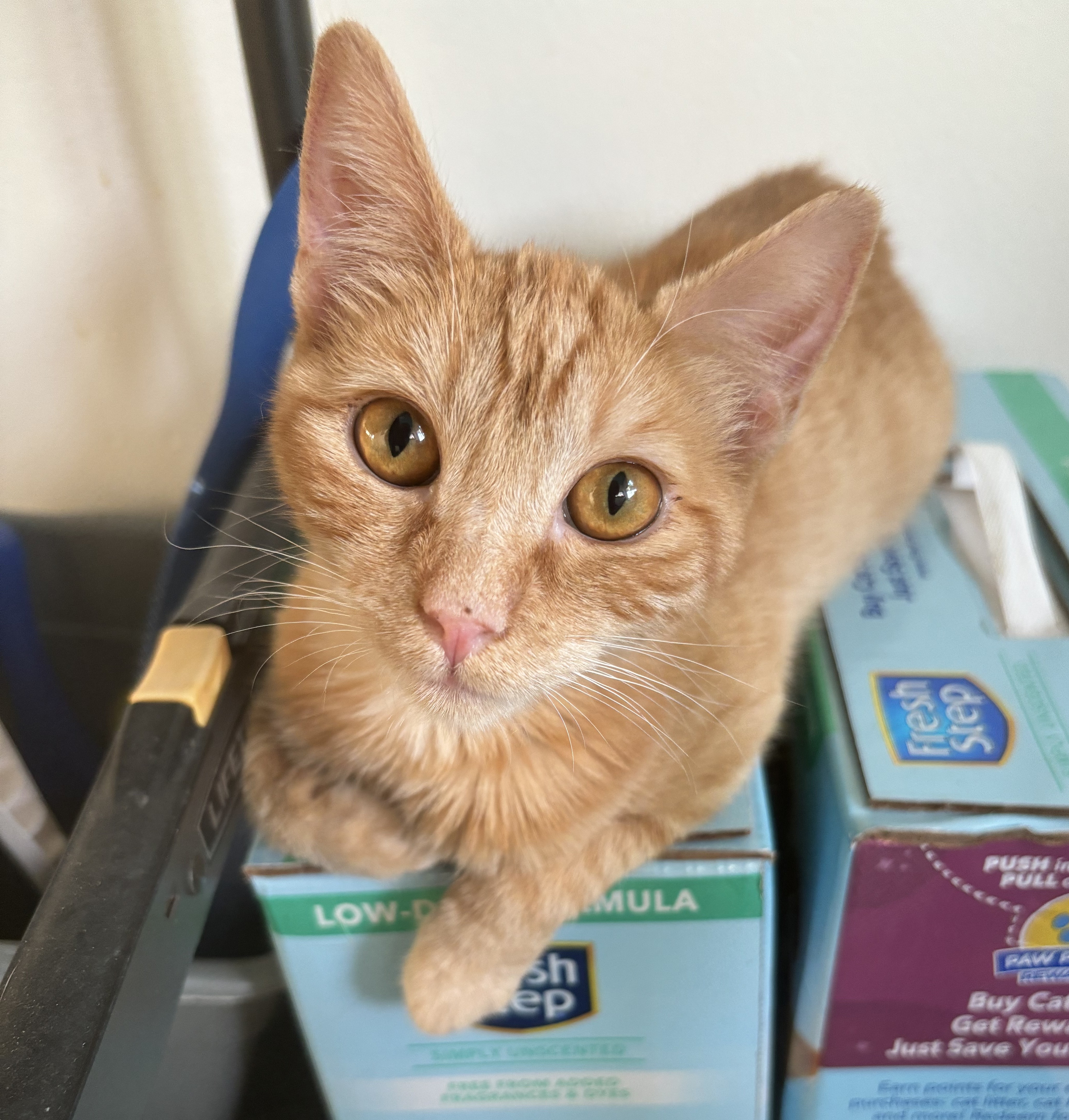 Enlarge Peanut, a Adoptable Domestic Short Hair in Whittier, CA image 5/6