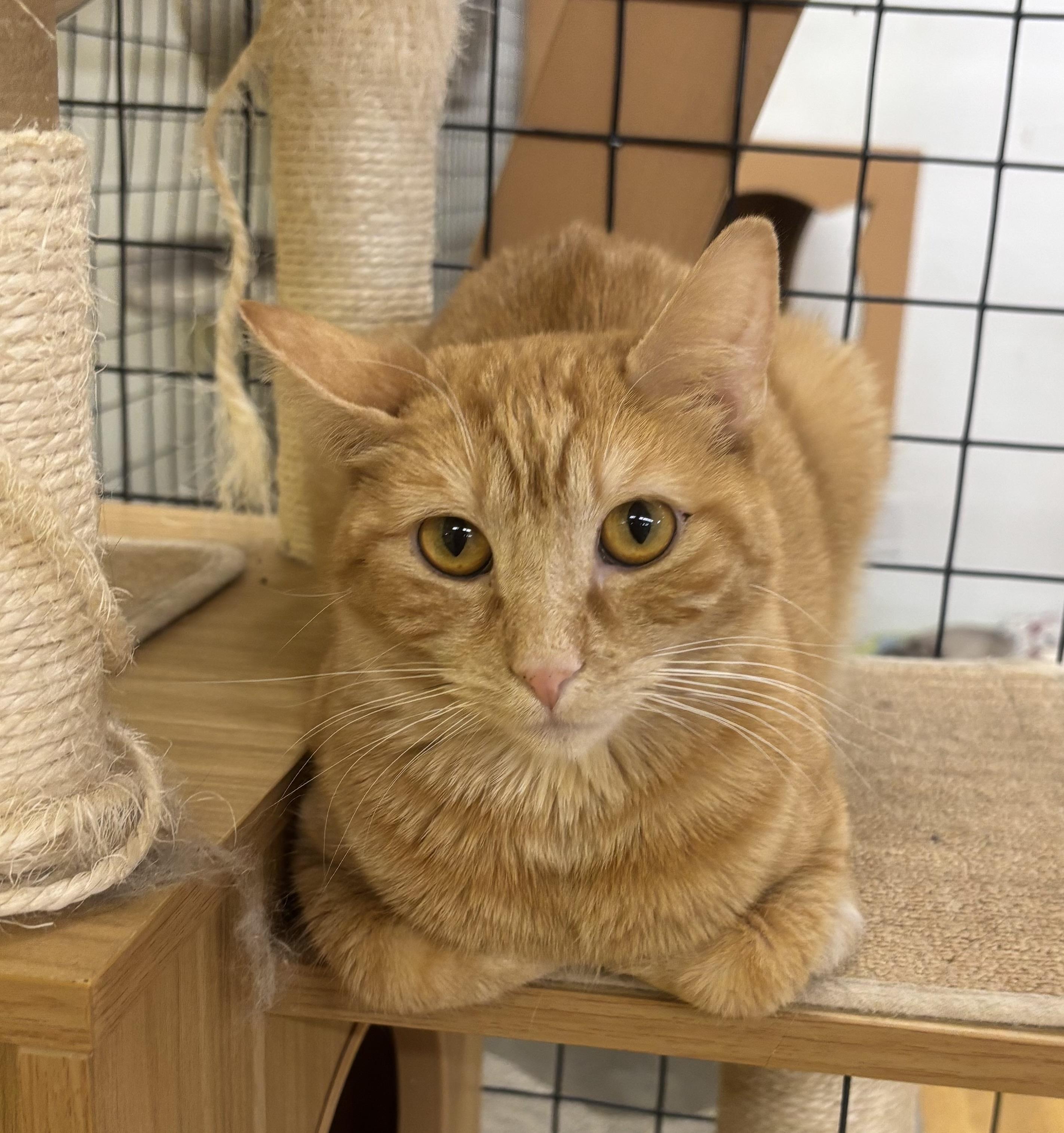 Peanut, Adoptable, Young Female Domestic Short Hair.