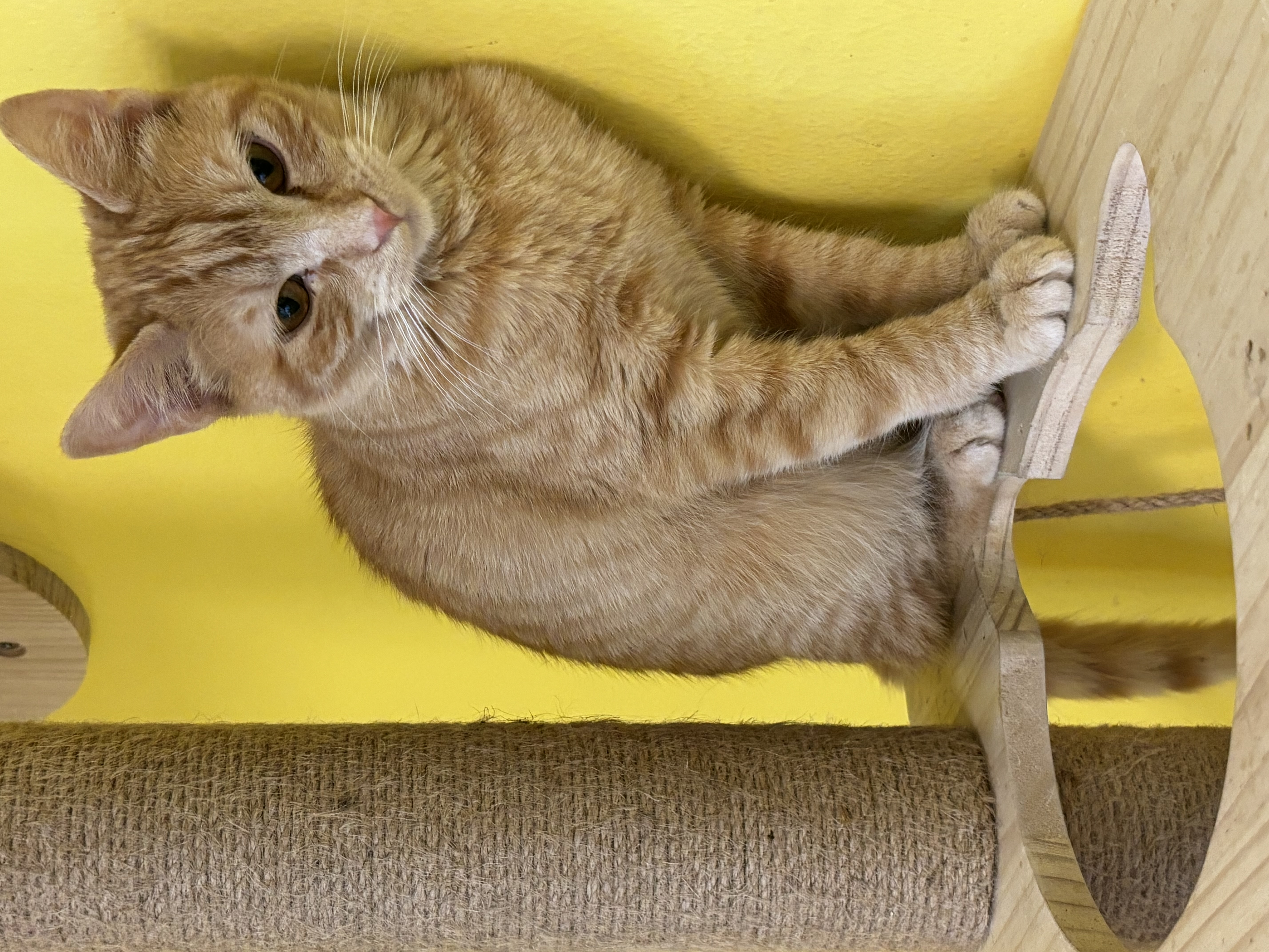 Enlarge Peanut, a Adoptable Domestic Short Hair in Whittier, CA image 6/6