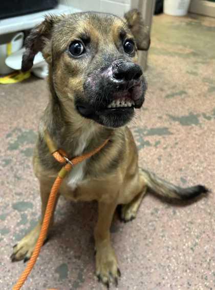 Reebok, Adoptable, Young Male Shepherd & Mixed Breed.