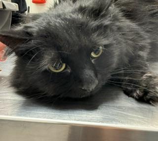 Henrie, Adoptable, Adult Female Domestic Long Hair & Domestic Short Hair.