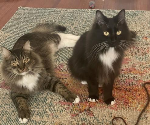 WV - Clarisse (MCR) *Bonded Pair*, adoptable, Adult Female Maine Coon & Domestic Medium Hair.