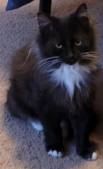 WV - Clarisse (MCR), a Adopted mixed breed in Mount Lookout , WV image 1/2