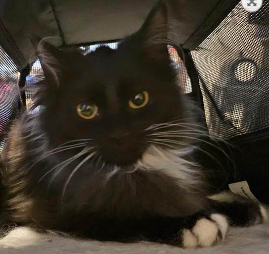 WV - Clarisse (MCR), a Adopted mixed breed in Mount Lookout , WV image 2/2