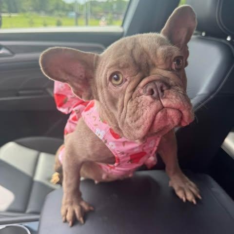 Enlarge Roxanne, a Adoptable French Bulldog in Crosby, TX image 3/4