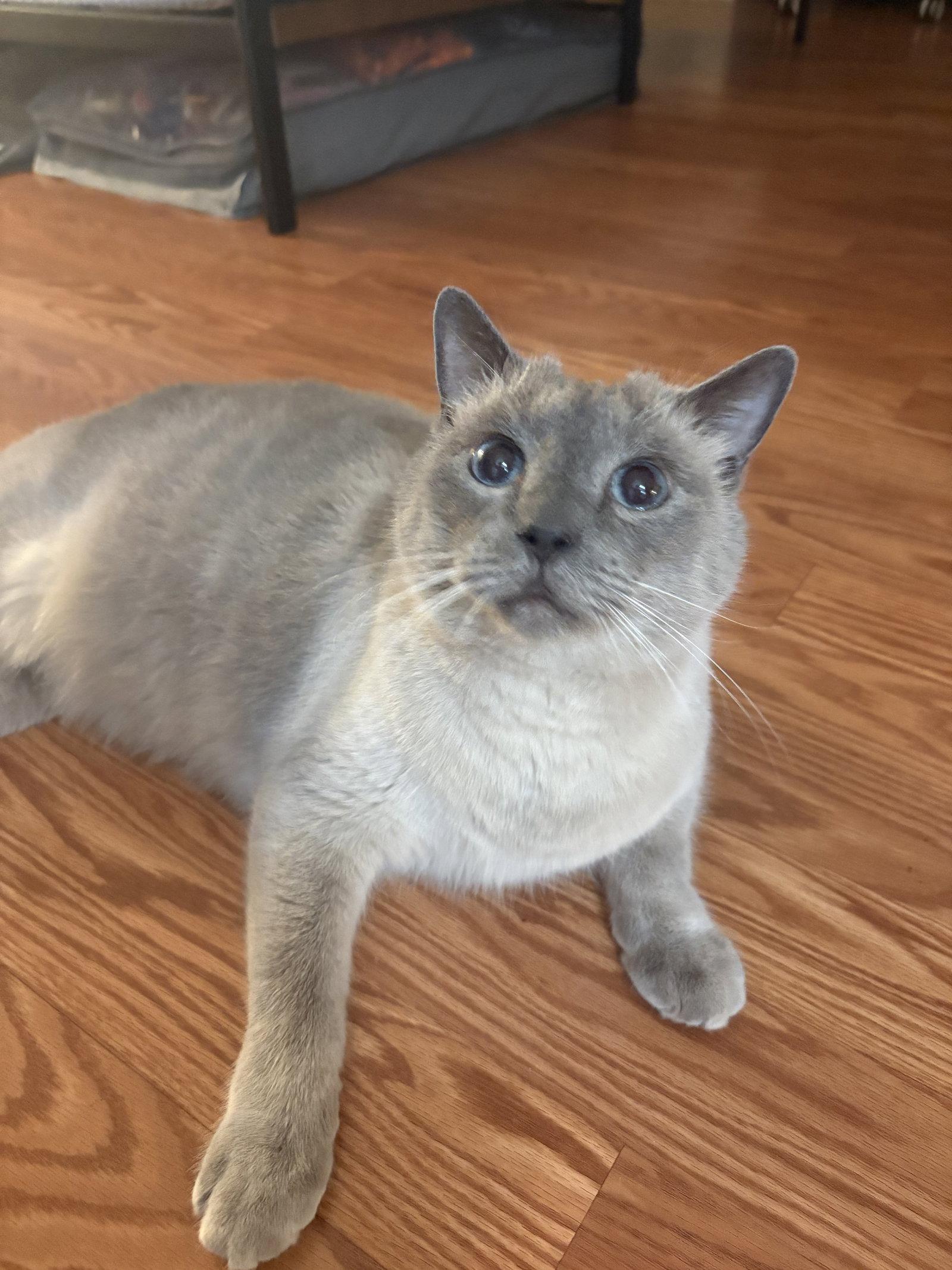 Enlarge Sammy, a Adopted American Shorthair in Naples, FL image 1/1