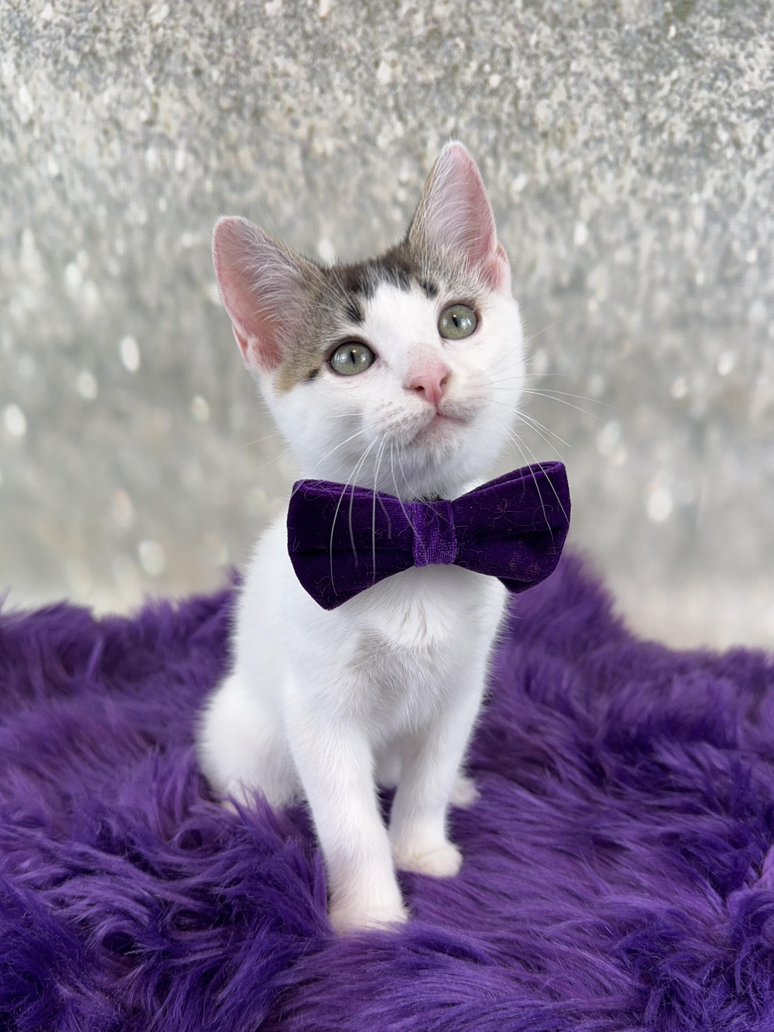 Basil, a Adoptable Domestic Short Hair in Houston, TX image 2/6