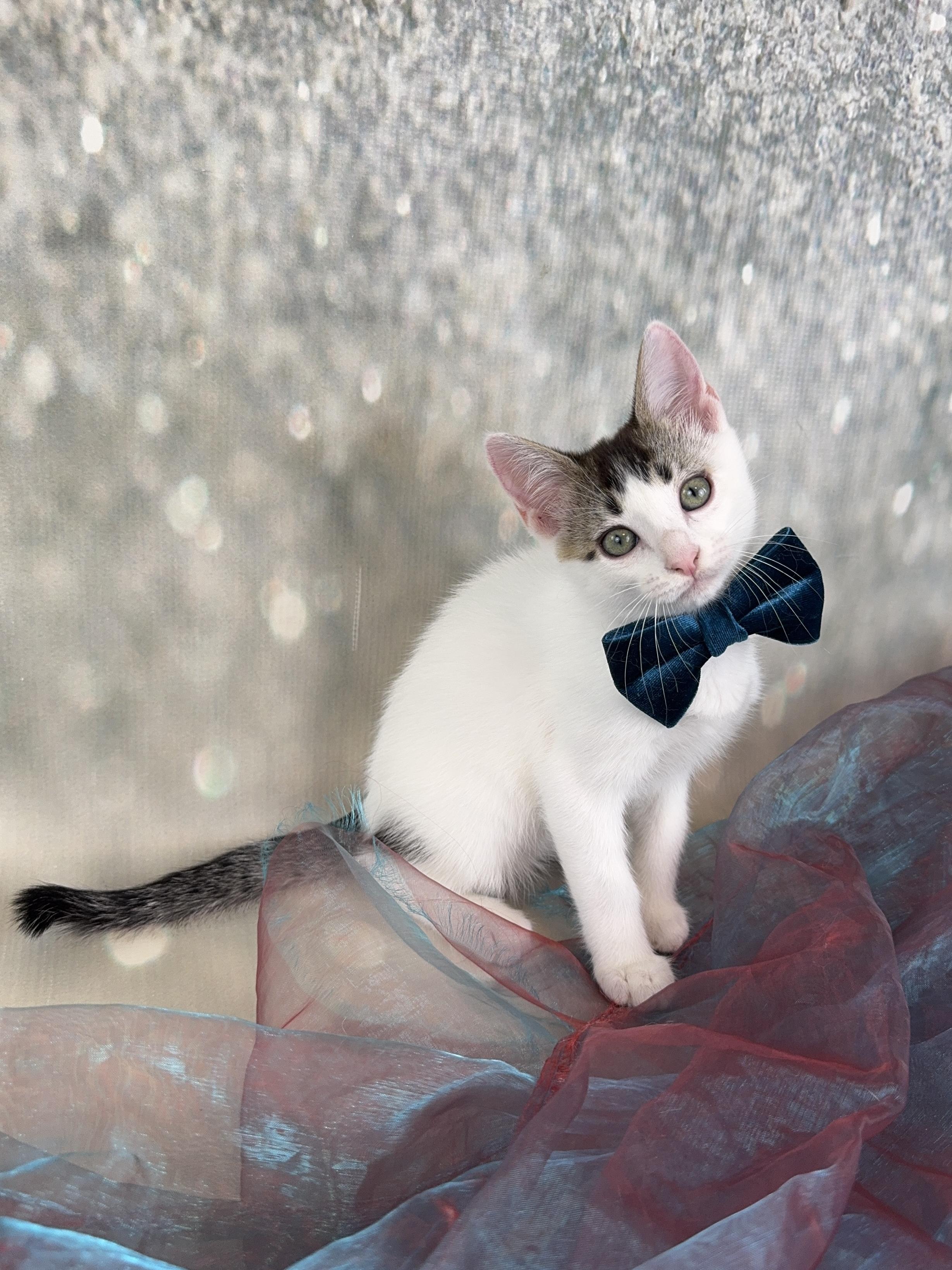 Basil, a Adoptable Domestic Short Hair in Houston, TX image 4/6