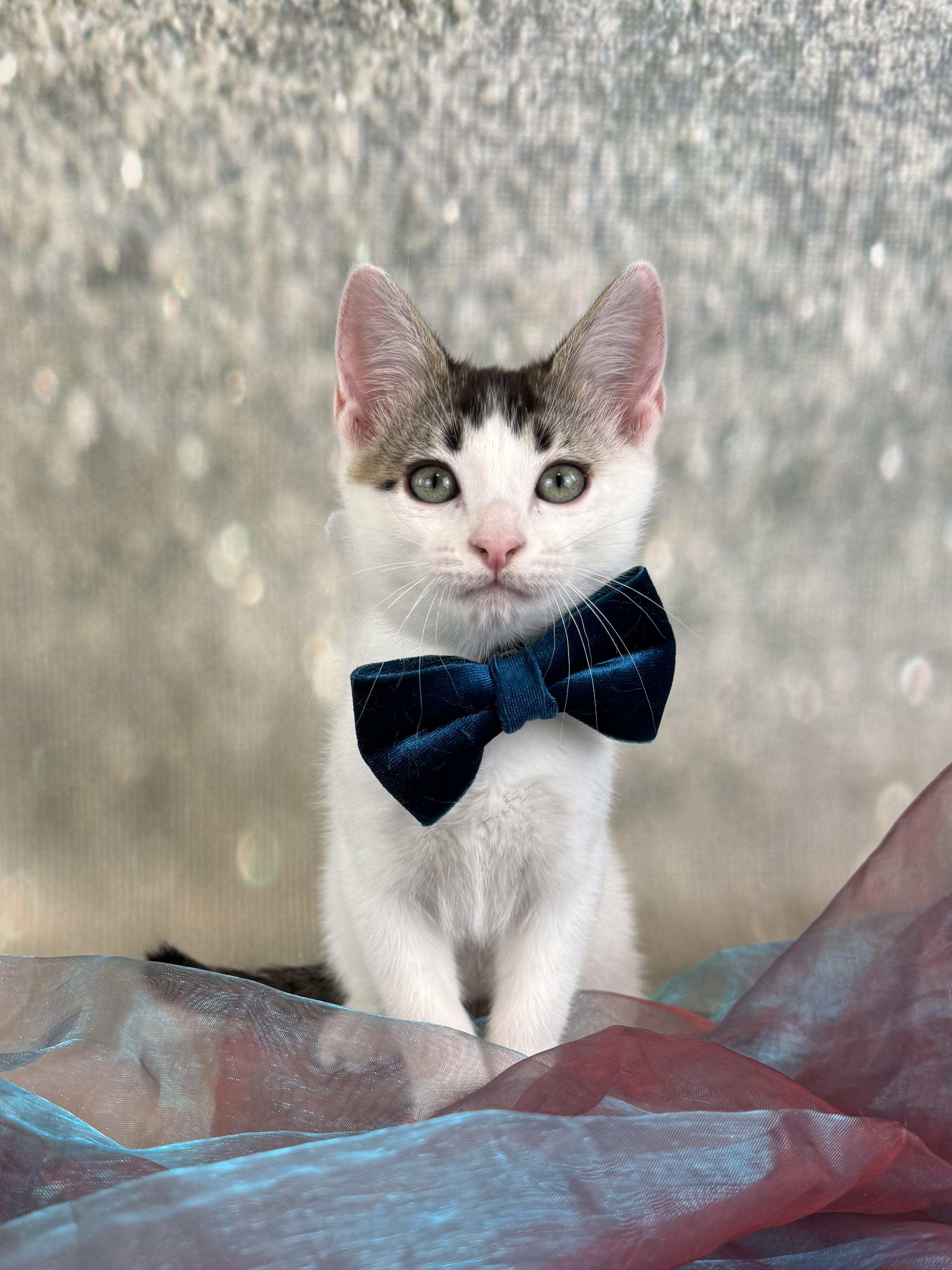 Basil, a Adoptable Domestic Short Hair in Houston, TX image 3/6