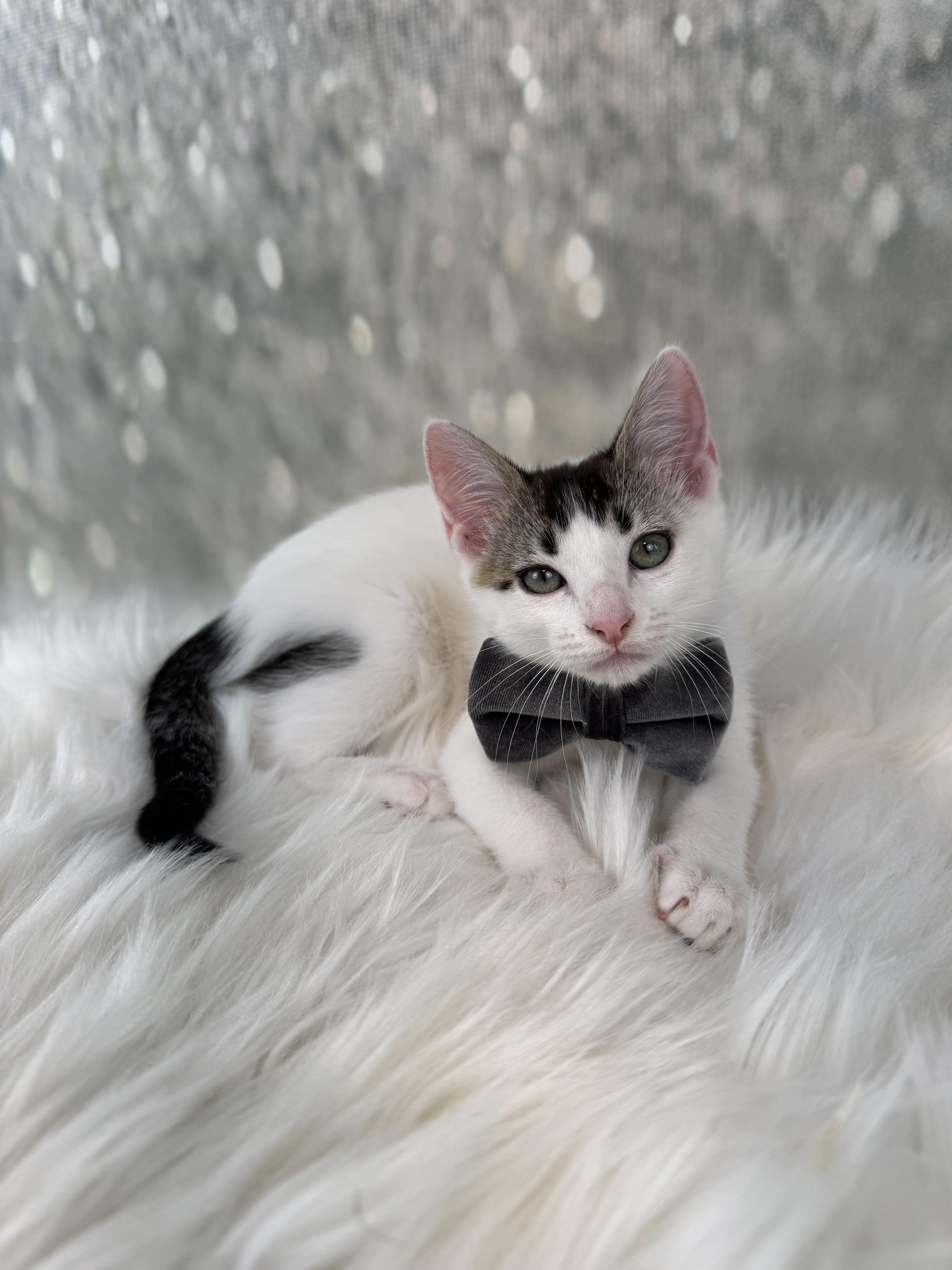 Basil, a Adoptable Domestic Short Hair in Houston, TX image 5/6