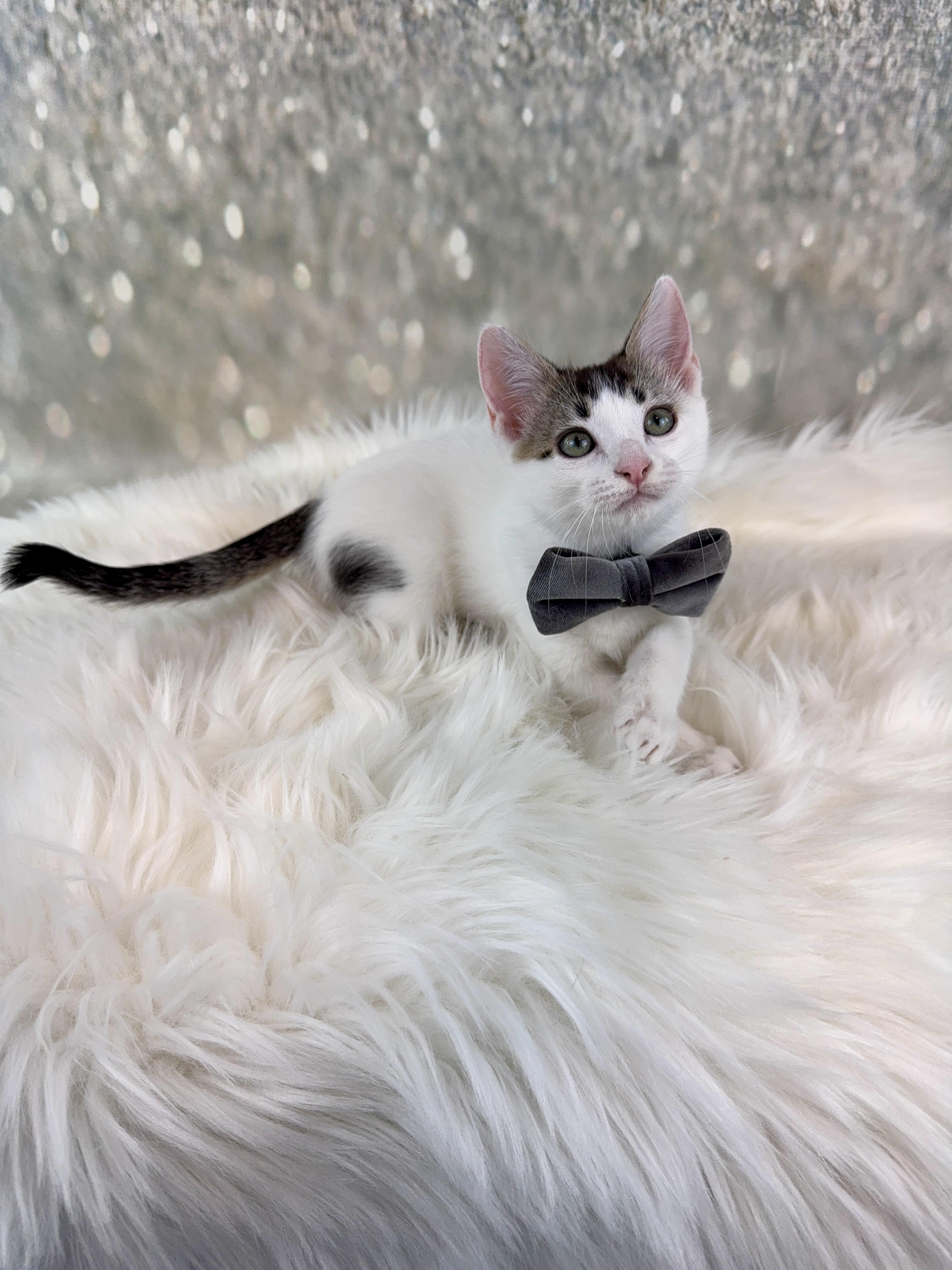 Basil, a Adoptable Domestic Short Hair in Houston, TX image 6/6