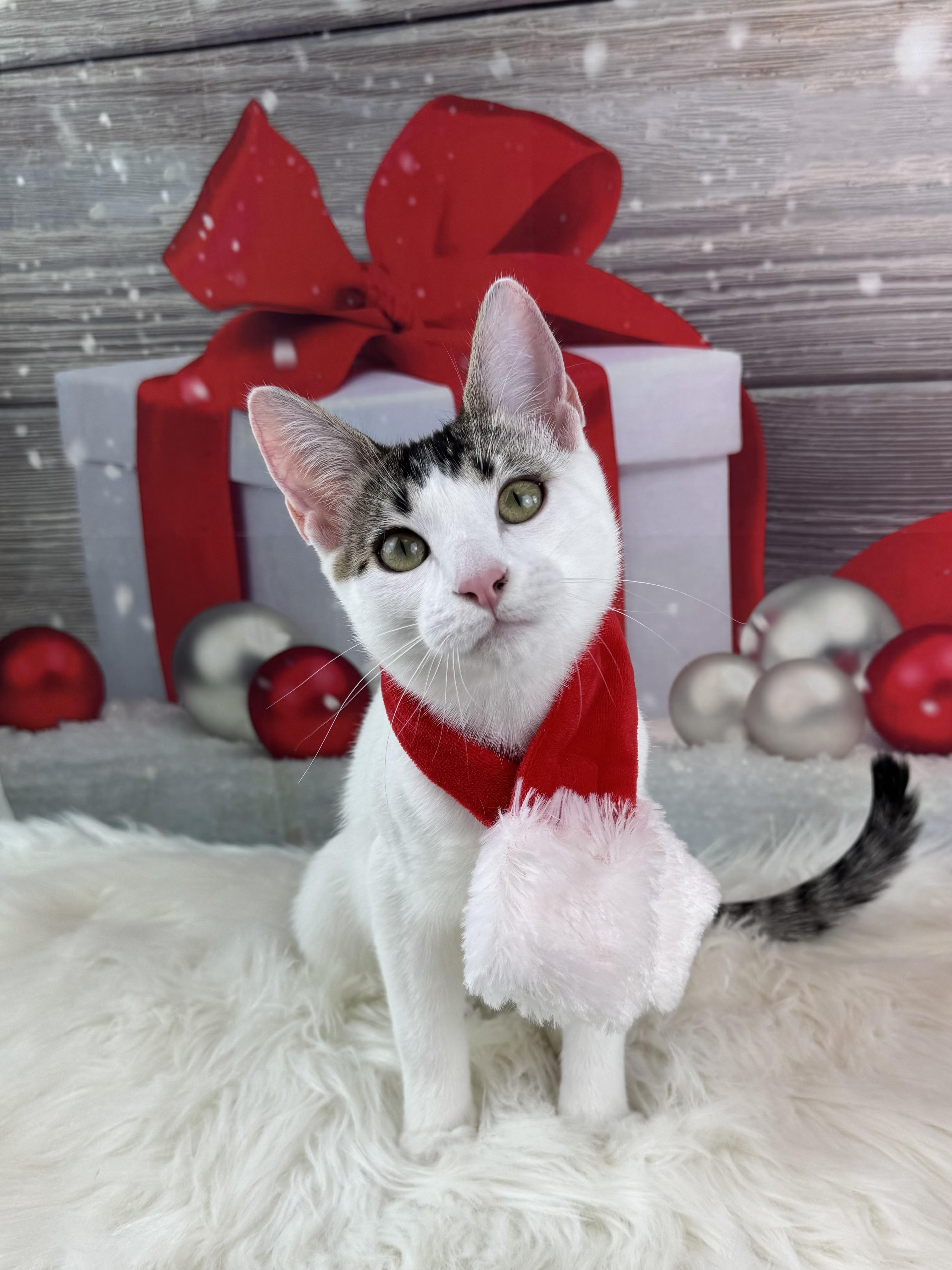 Basil, a Adoptable Domestic Short Hair in Houston, TX image 1/6