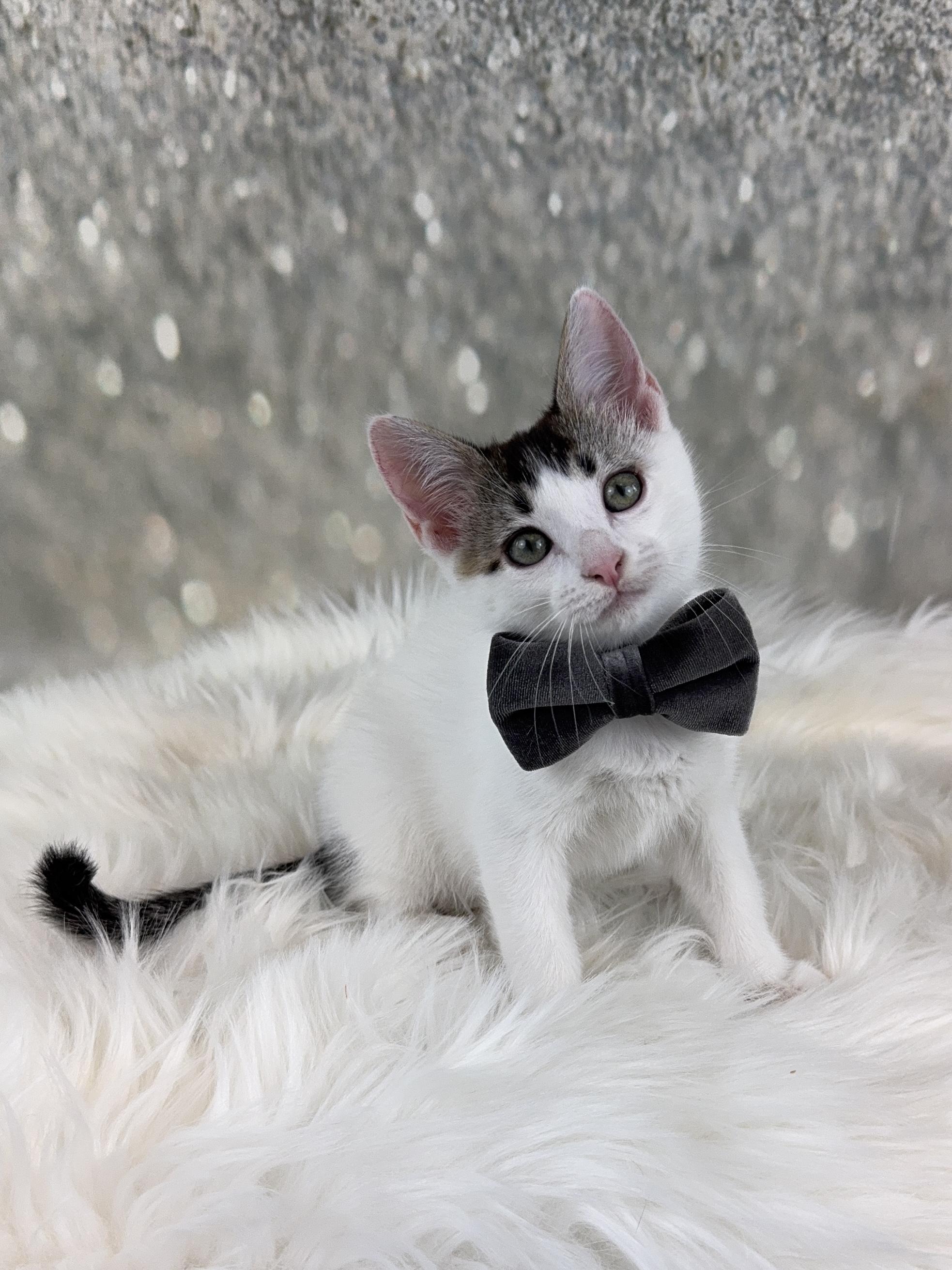 Basil, a Adoptable Domestic Short Hair in Houston, TX image 1/6