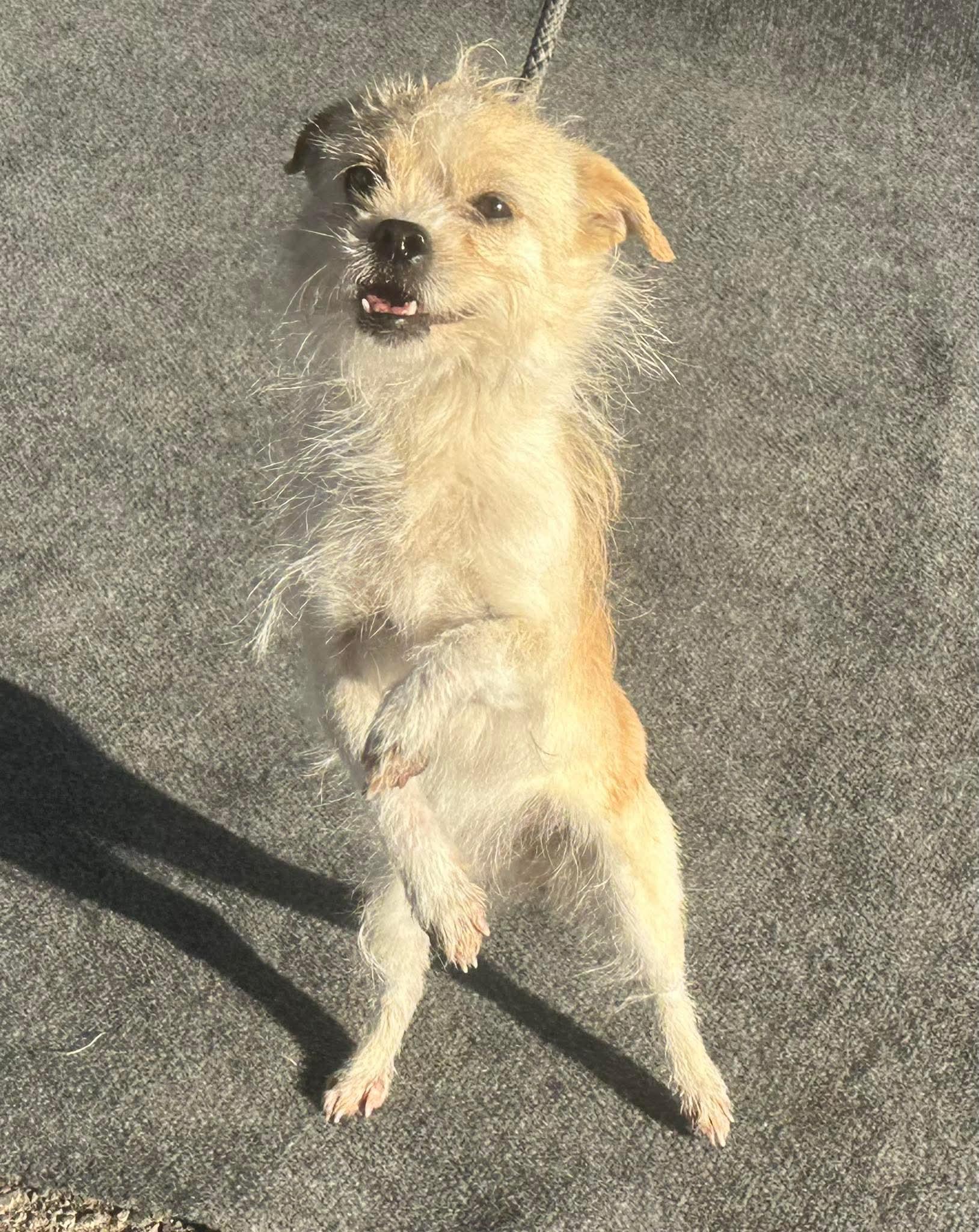 Enlarge Banana, a ADOPTABLE mixed breed in clayton , CA image 2/3