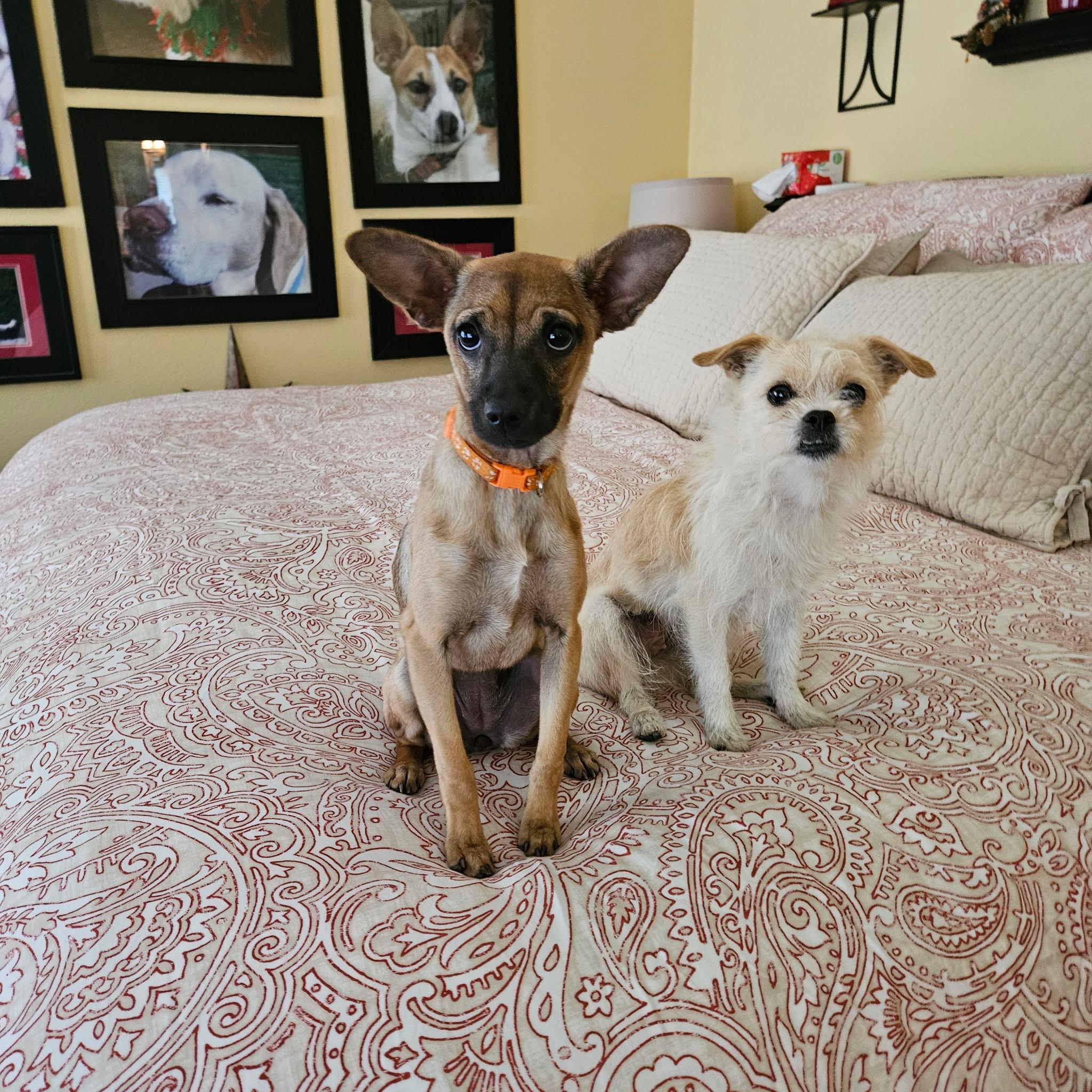 Enlarge Banana, a ADOPTABLE mixed breed in clayton , CA image 3/3