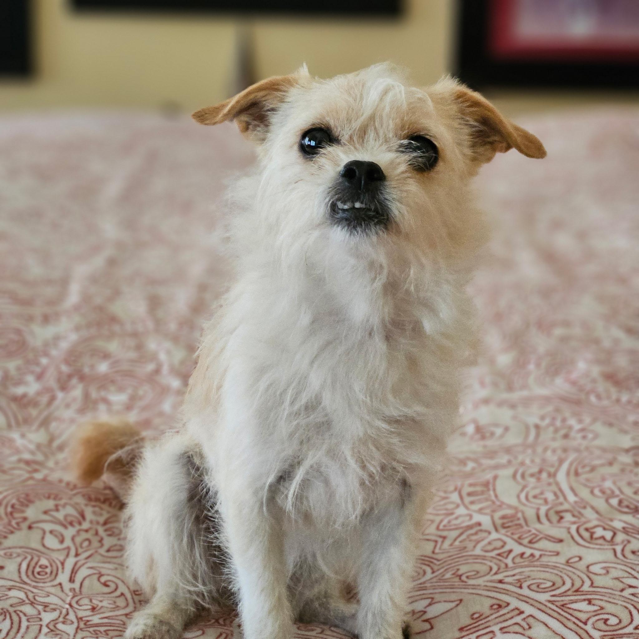 Enlarge Banana, a ADOPTABLE mixed breed in clayton , CA image 1/3